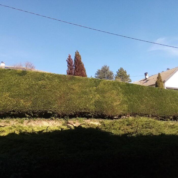 Entretien de haie à Vienne